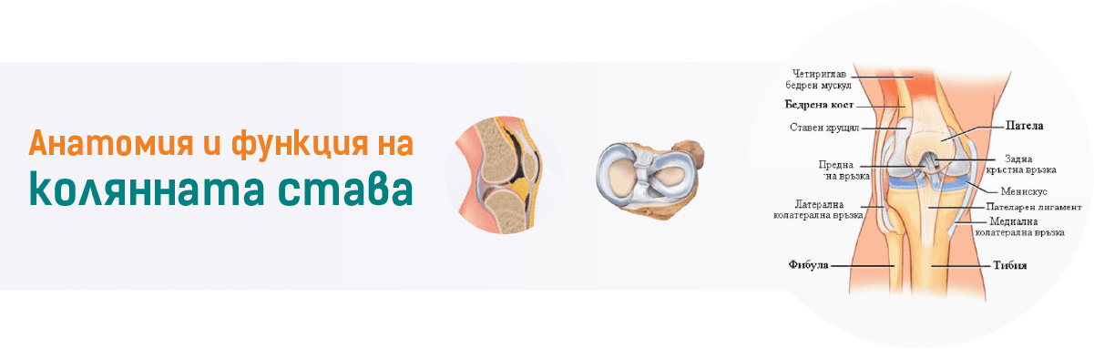 Анатомия и функция на колянната става - инфографика Димана Ганчева - Адапт БГ