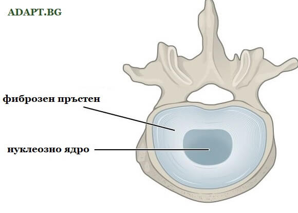 Фиброзен пръстен, често засаегнат от дискова херния