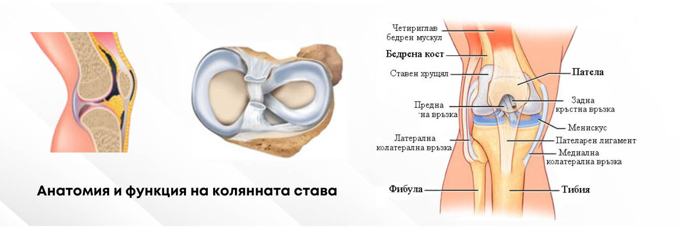 Анатомия и функция на колянната става - инфографика Димана Ганчева - Адапт БГ